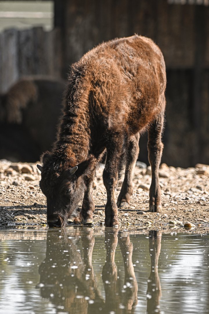 American bison