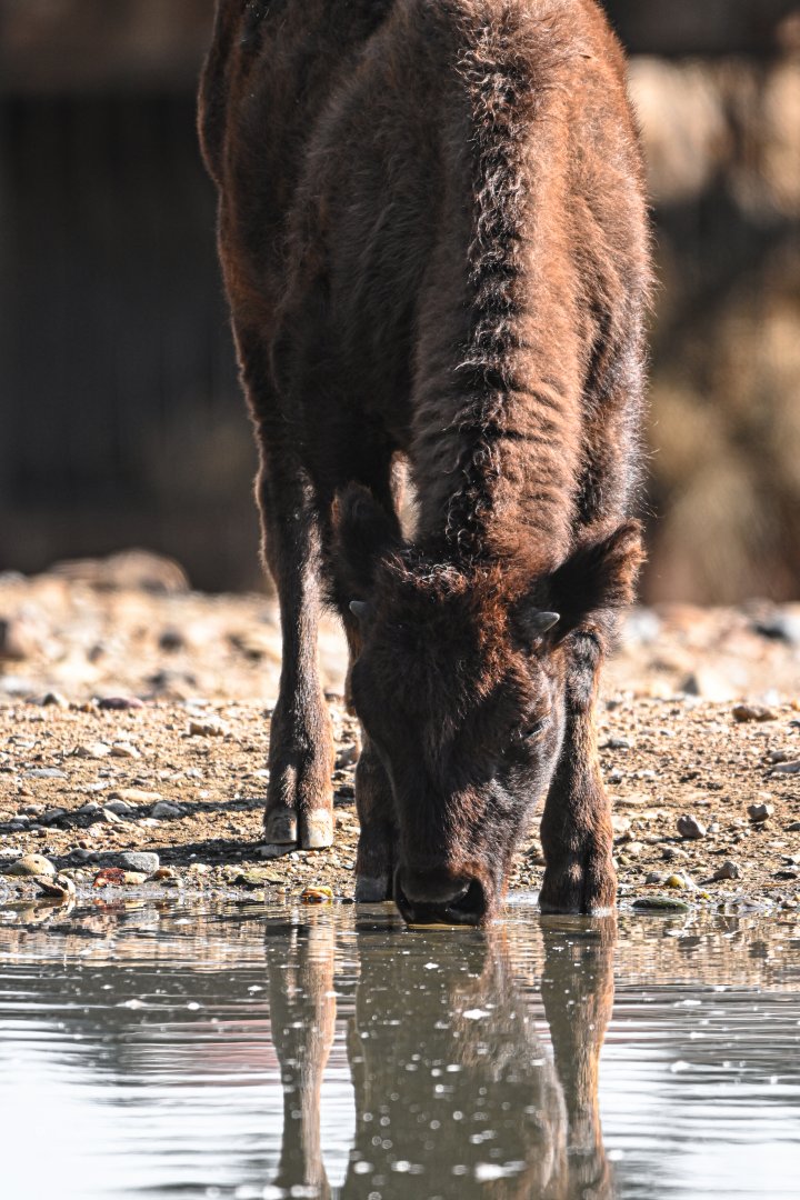 American bison