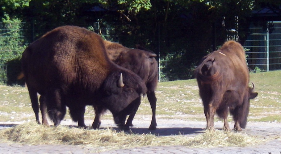 American Bisons (Bison bison)