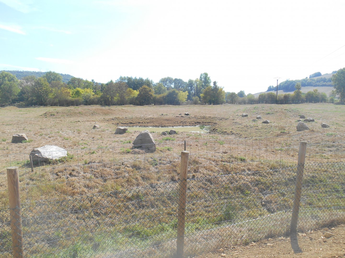 American Bisons Exhibit