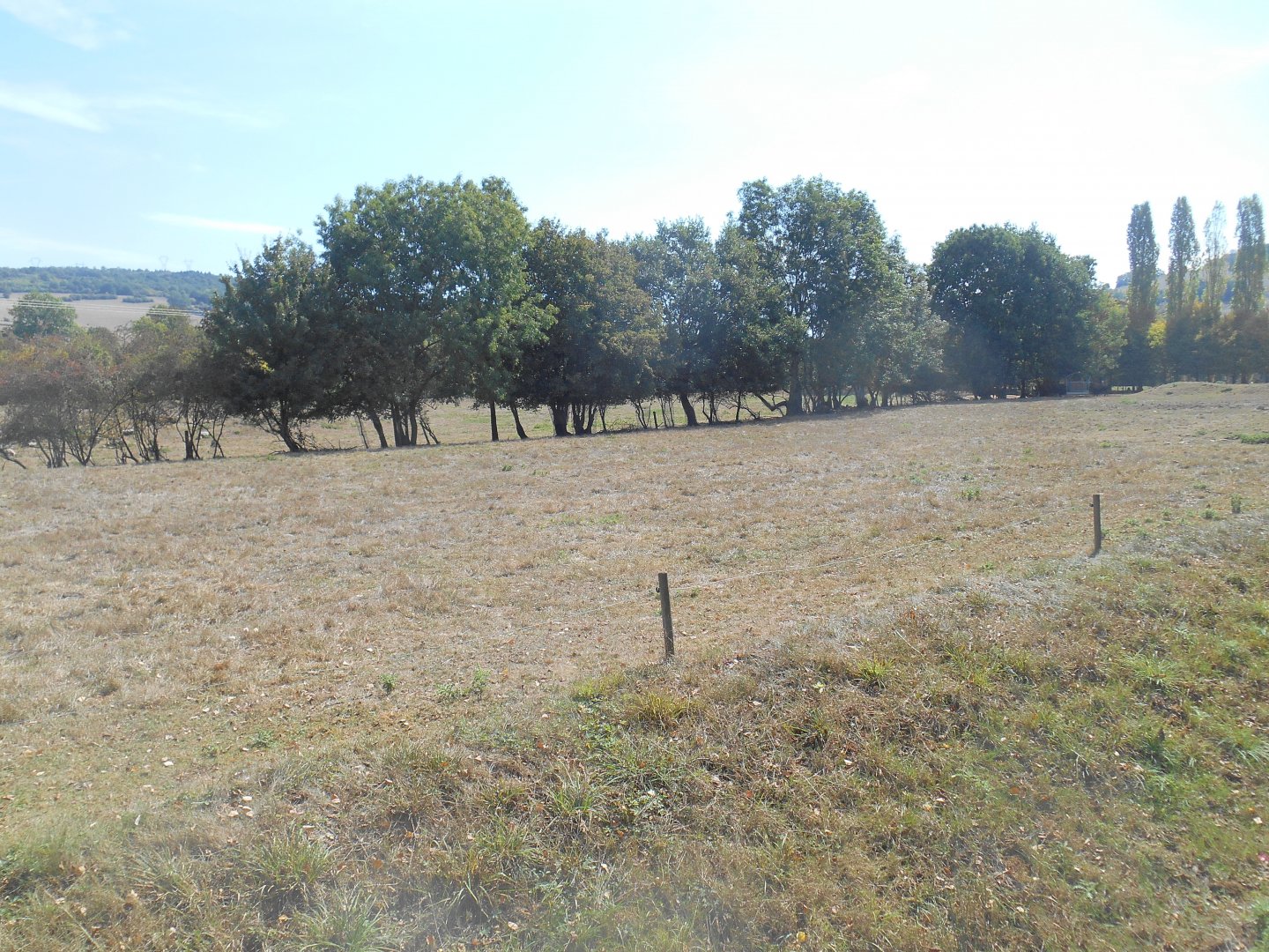 American Bisons Exhibit