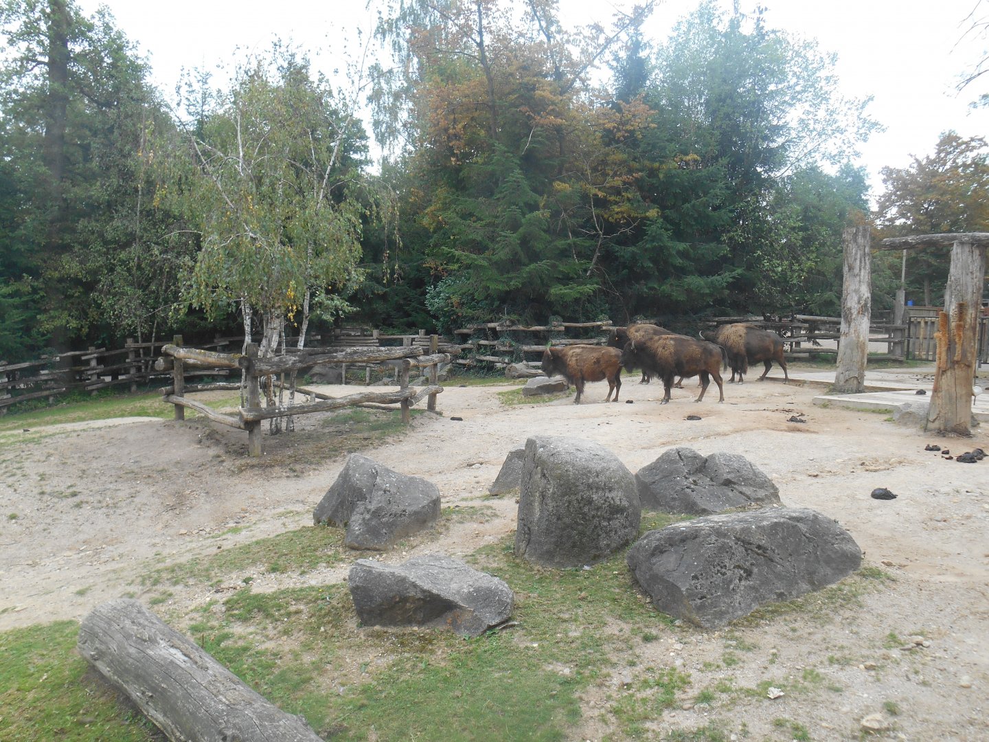 American Bisons Exhibit