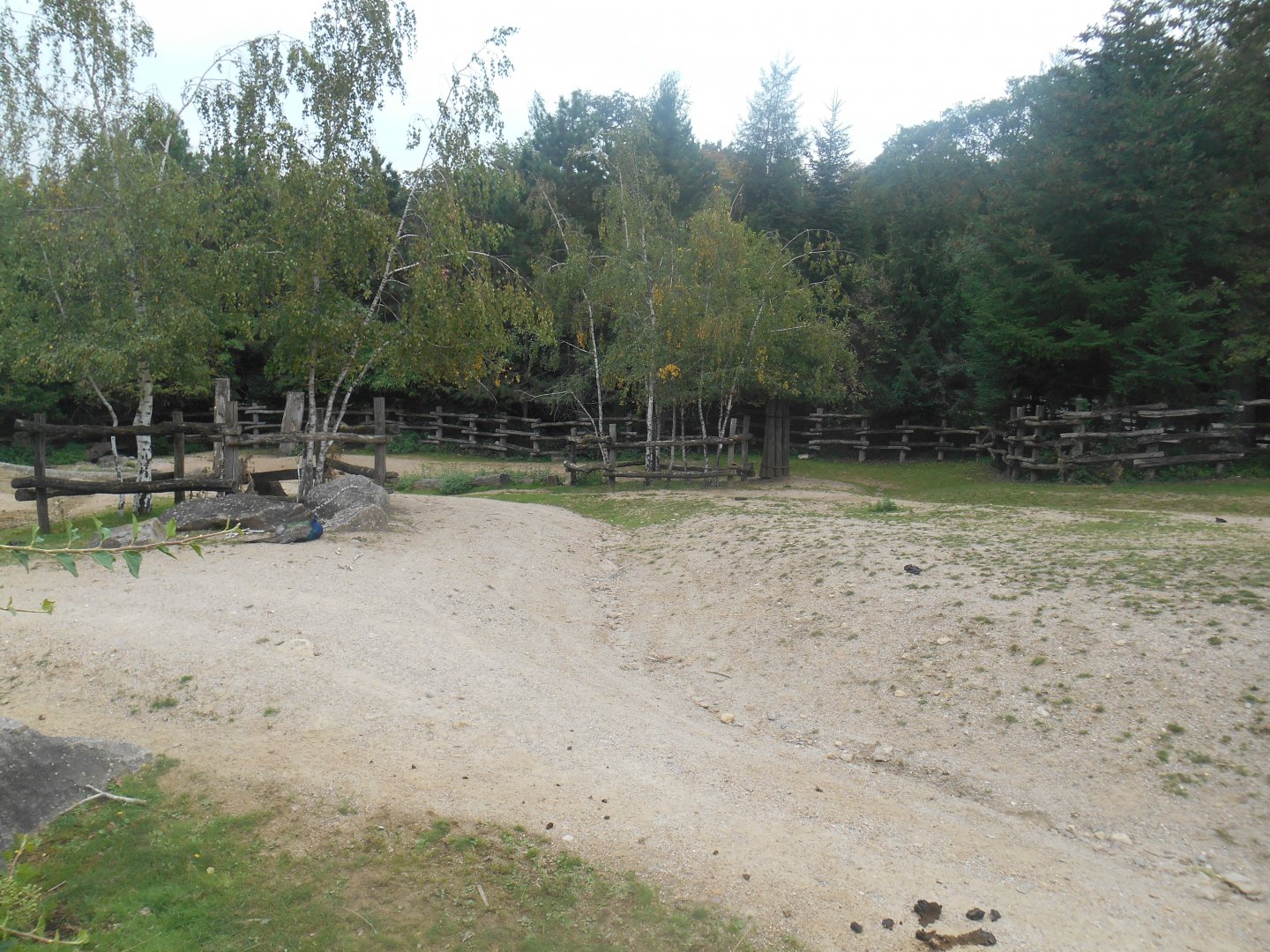 American Bisons Exhibit
