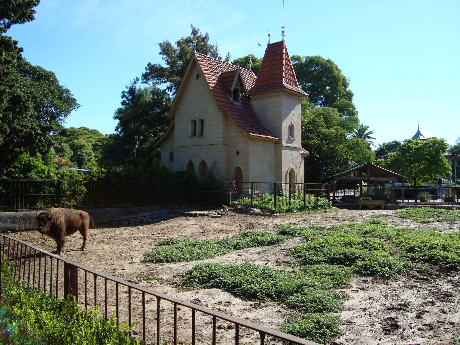 American Bisons`exhibit