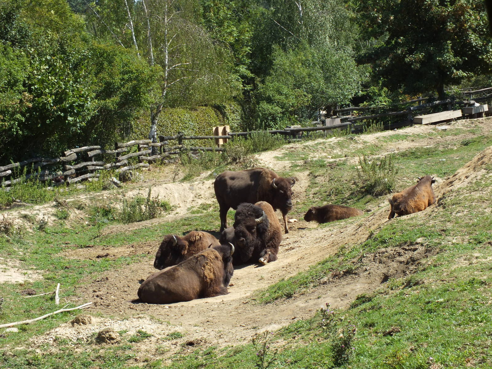 American bisons, Tierwelt Herberstein