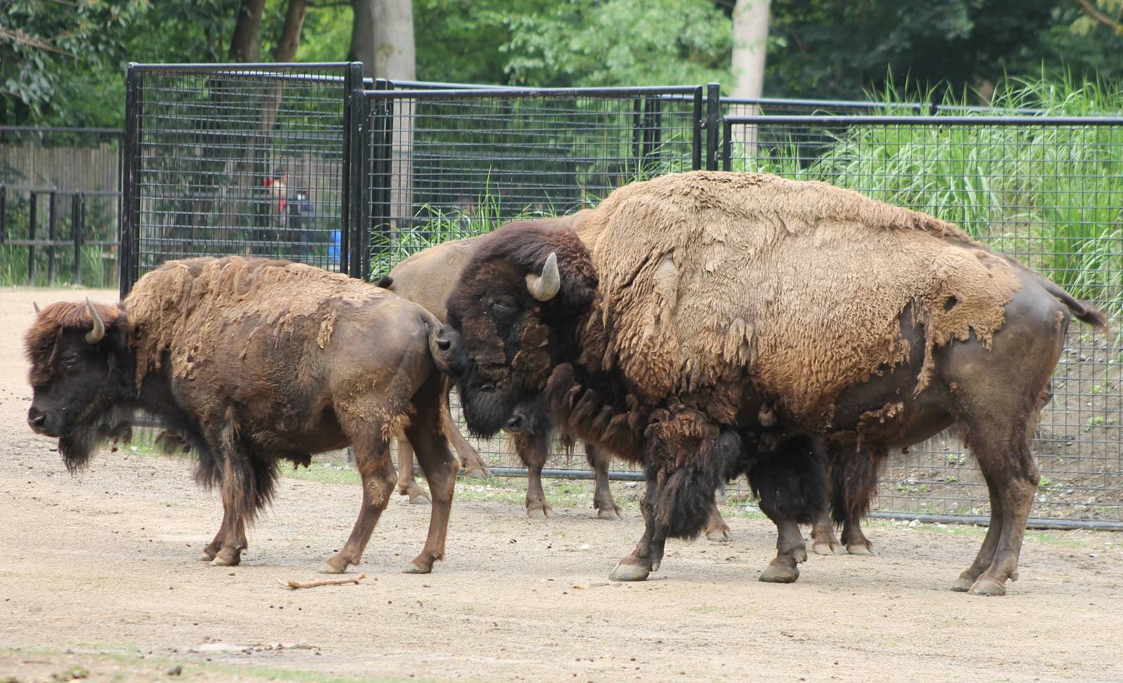 American bisons