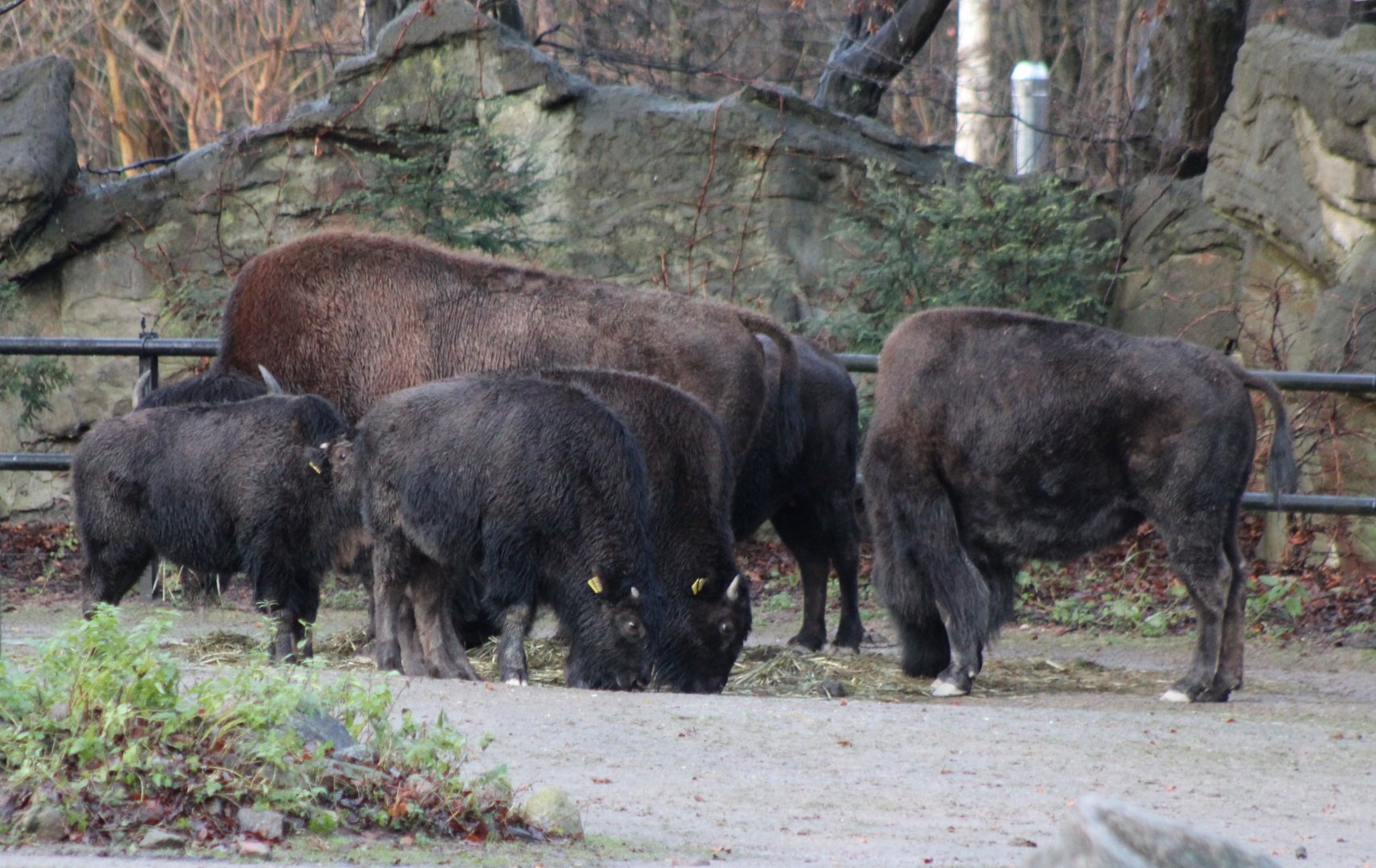 American bisons