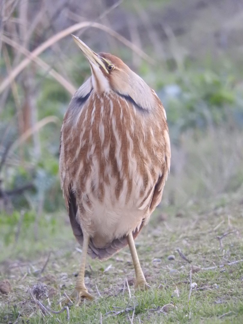 American Bittern