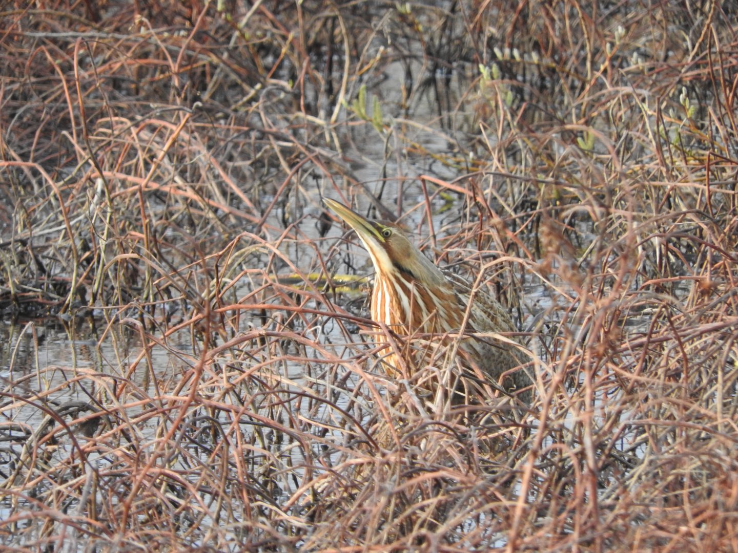 American Bittern