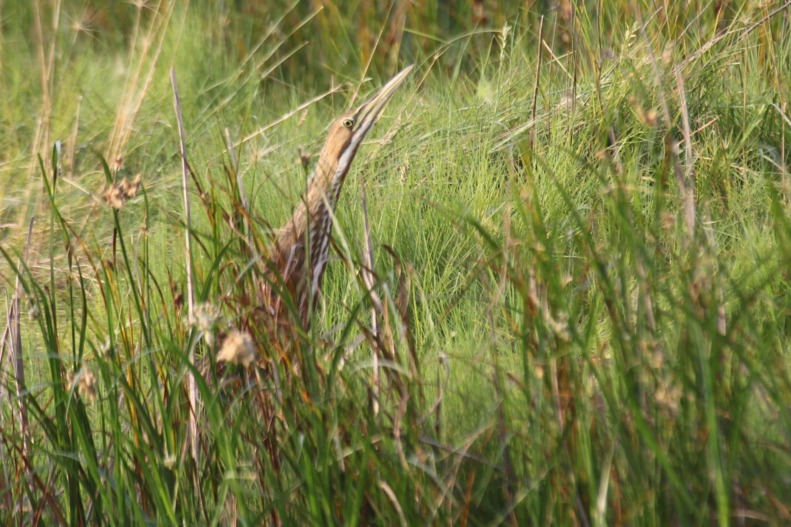 American Bittern