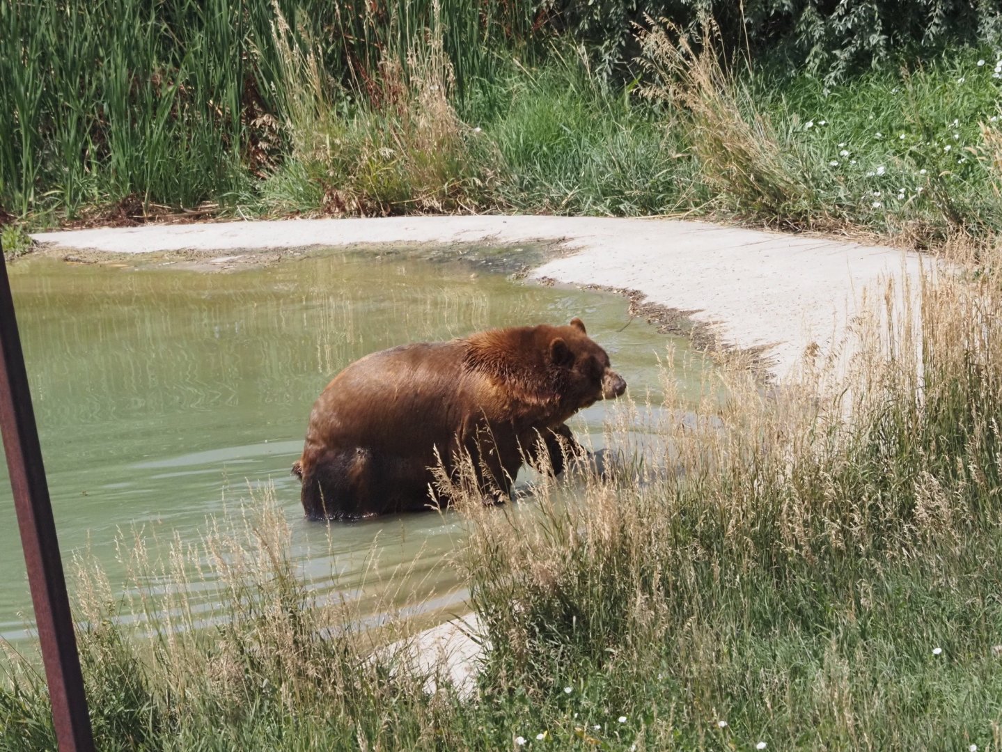 American Black Bear 1