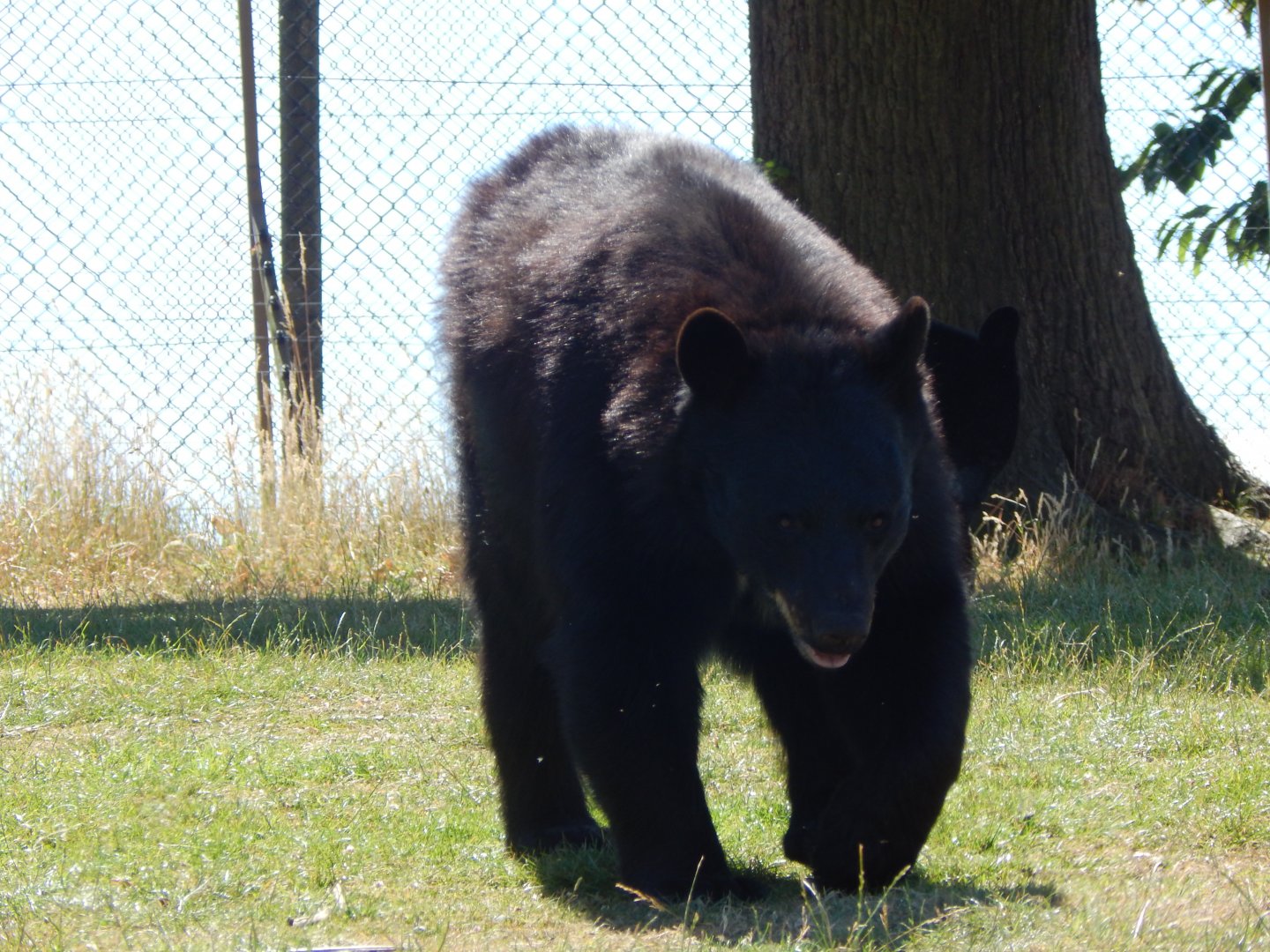 American black bear 110722