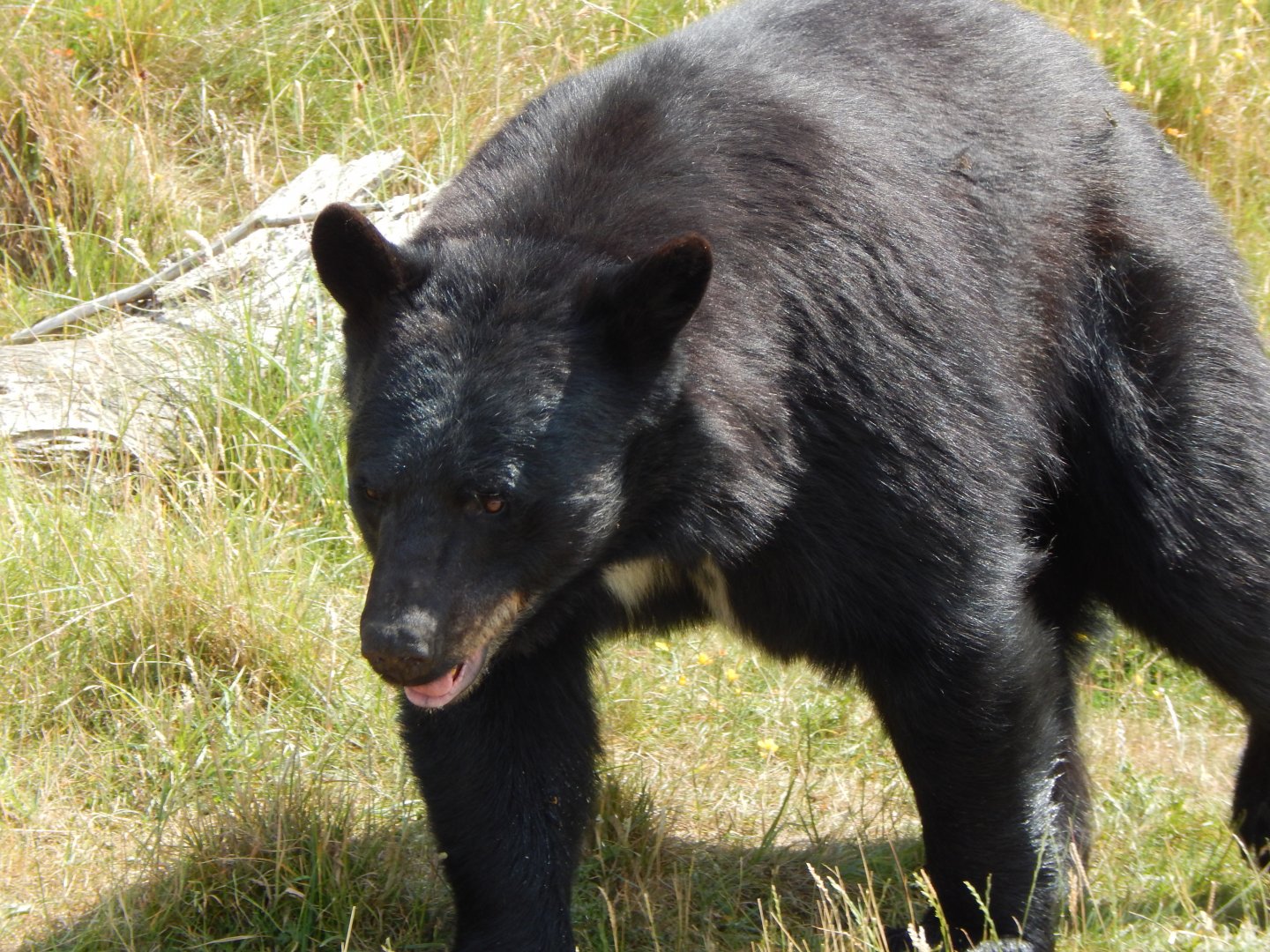 American black bear 110722