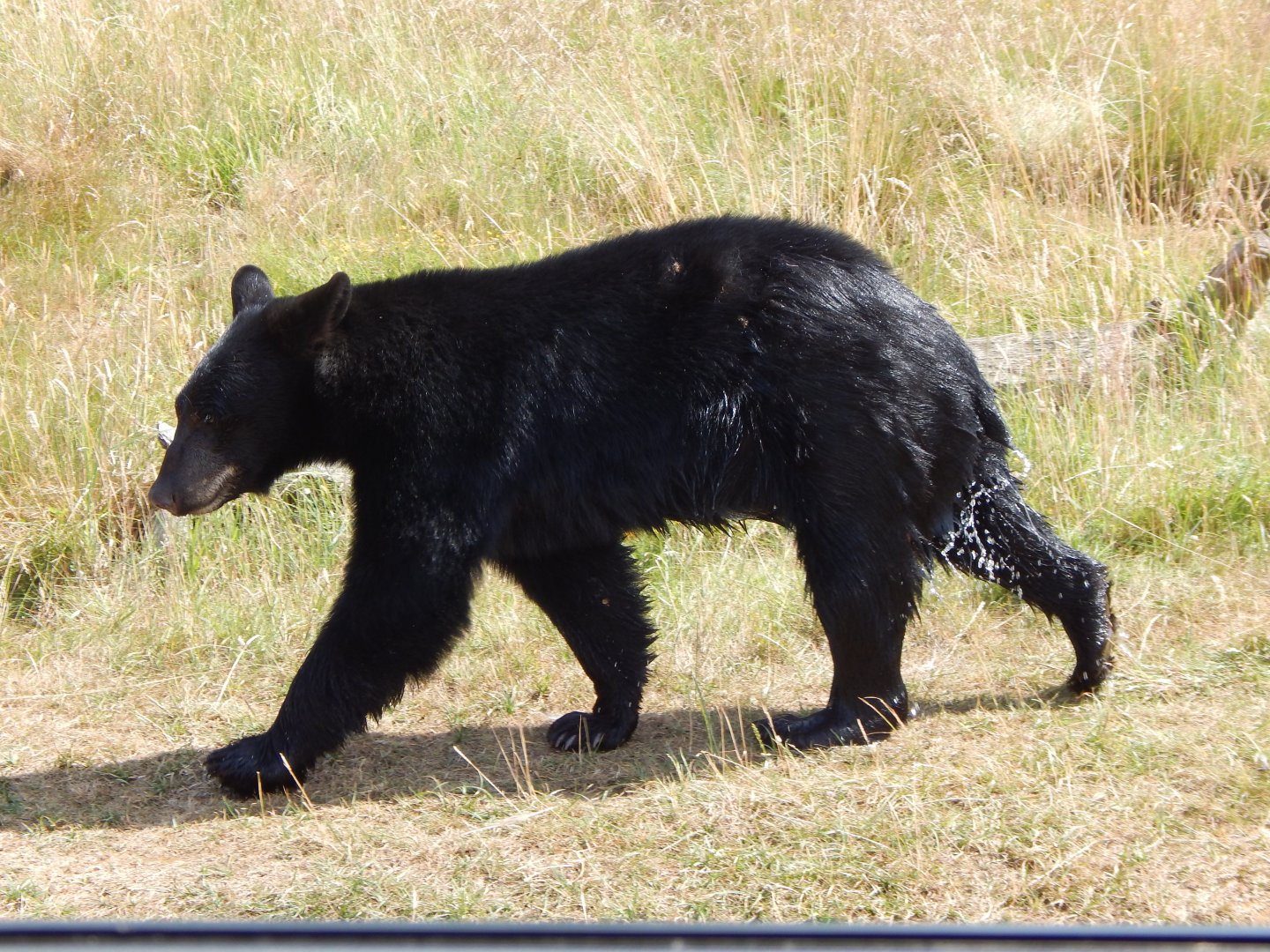 American black bear 110722