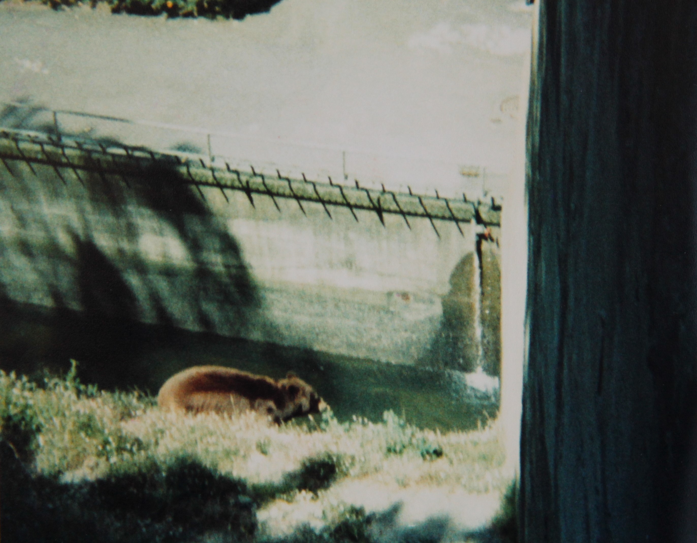 American Black Bear (1988)