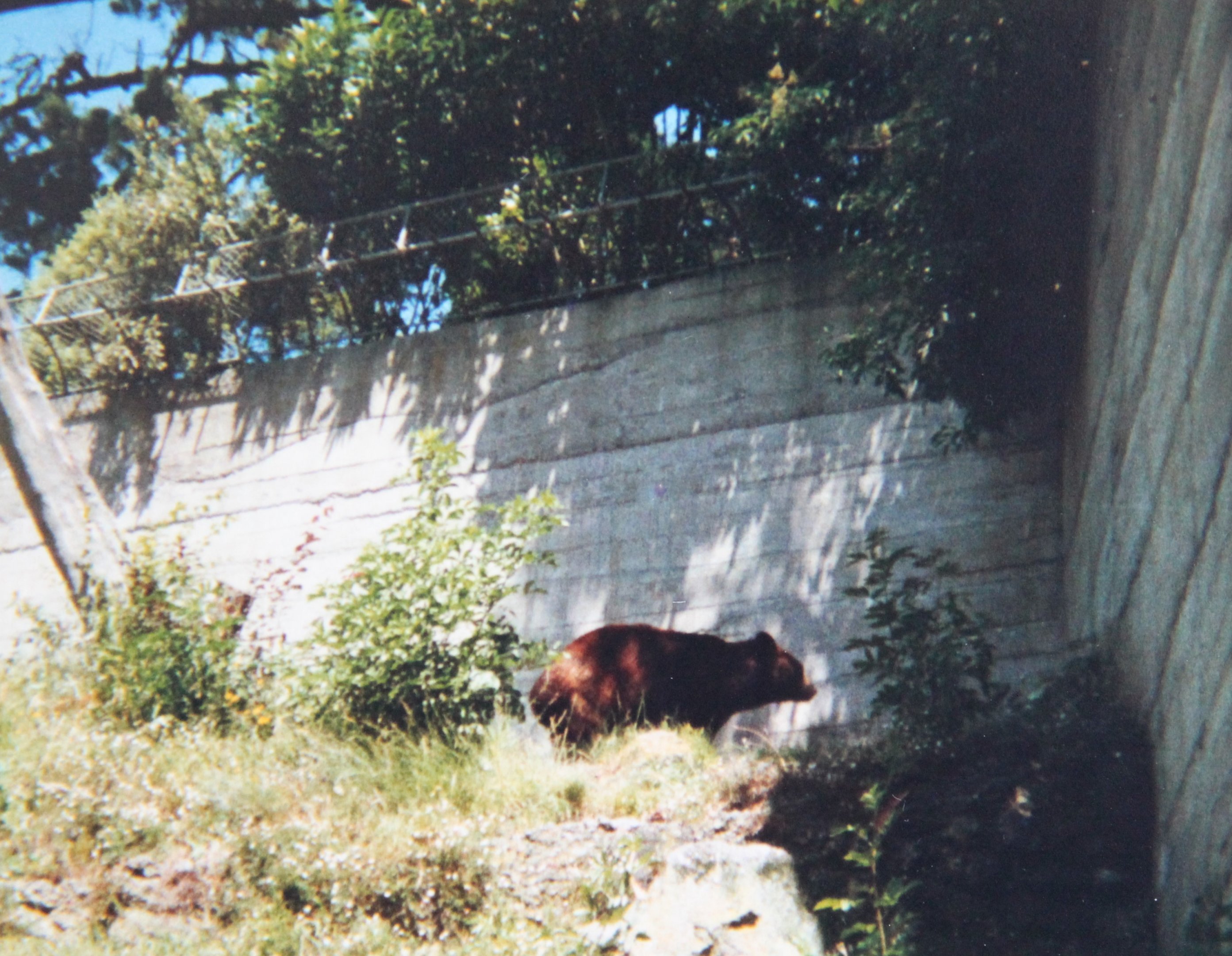 American Black Bear (1988)