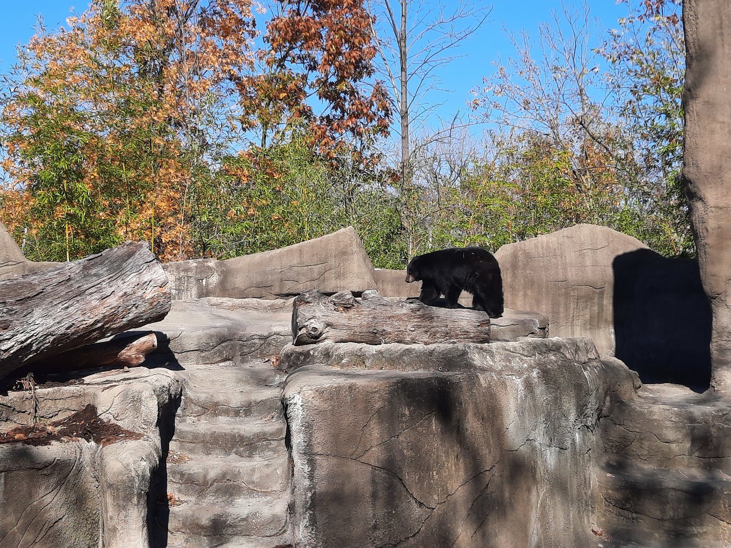 American Black Bear 2
