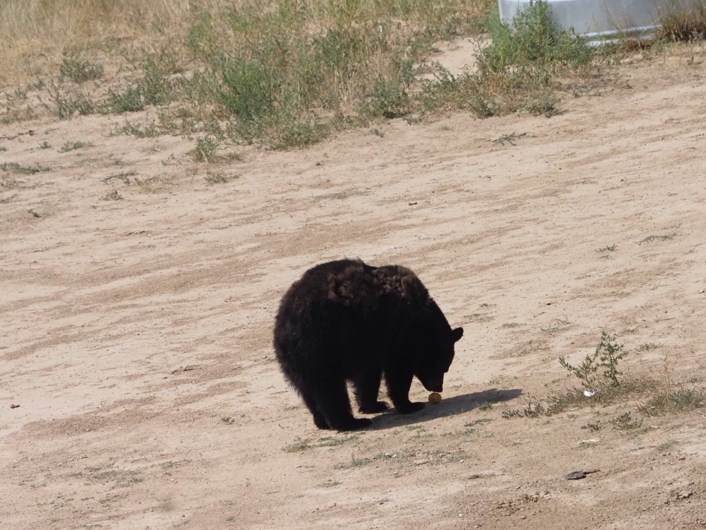 American Black Bear 2