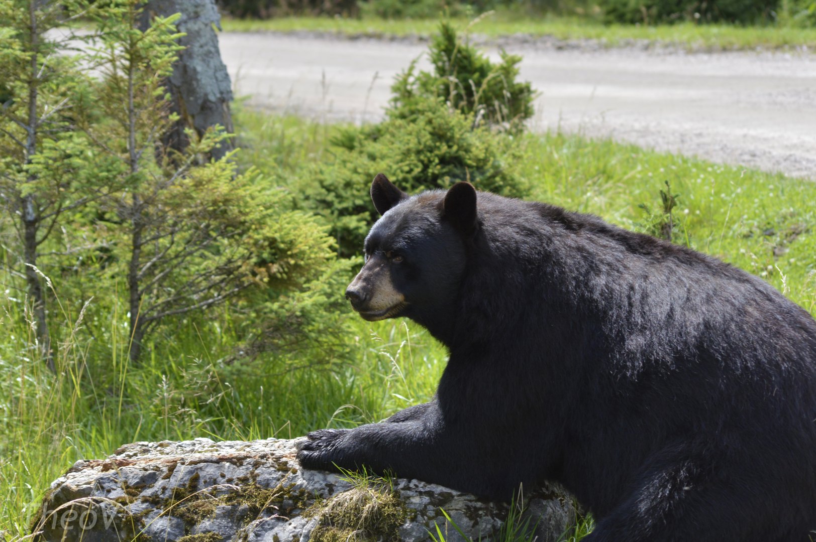 American black bear [2018]