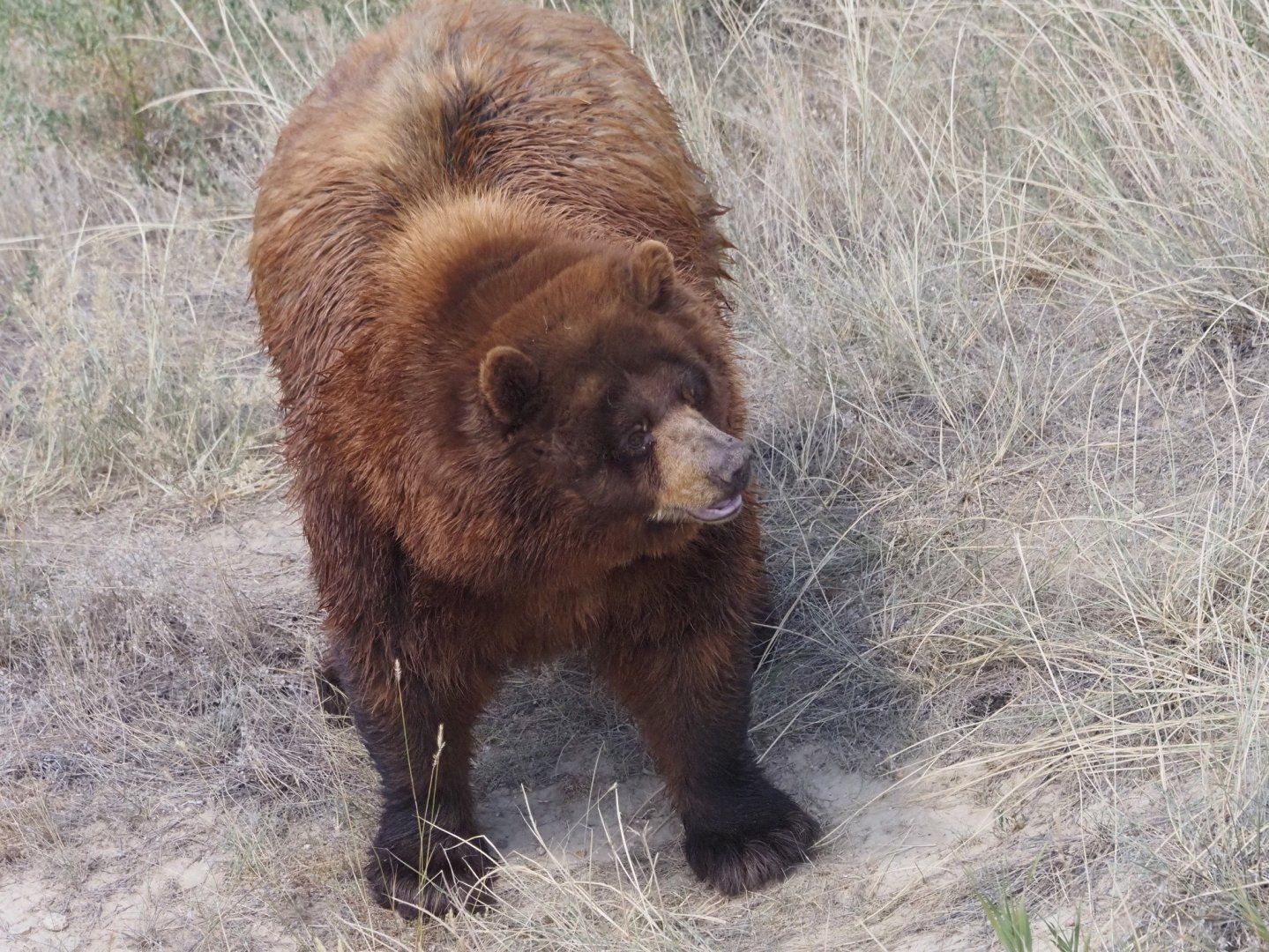 American Black Bear 3