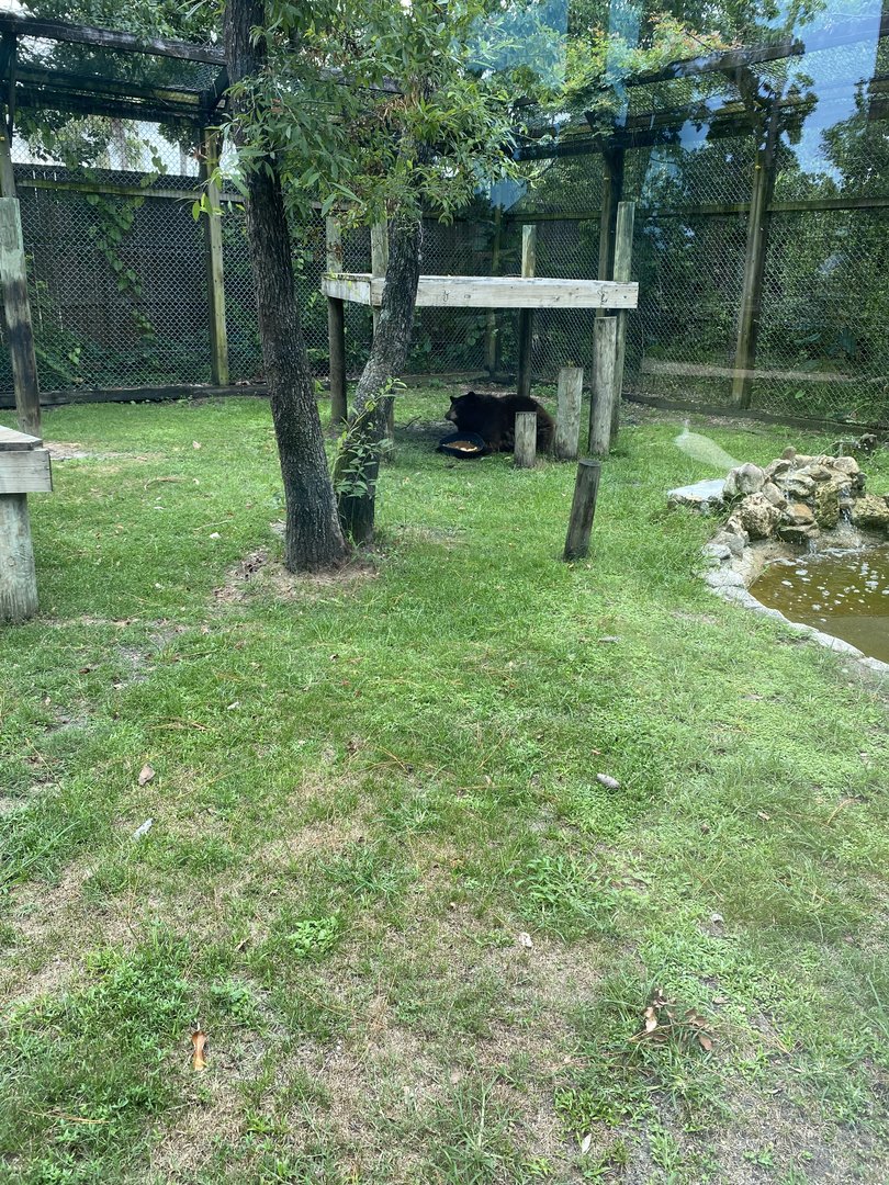 American Black Bear - 6/22/2023
