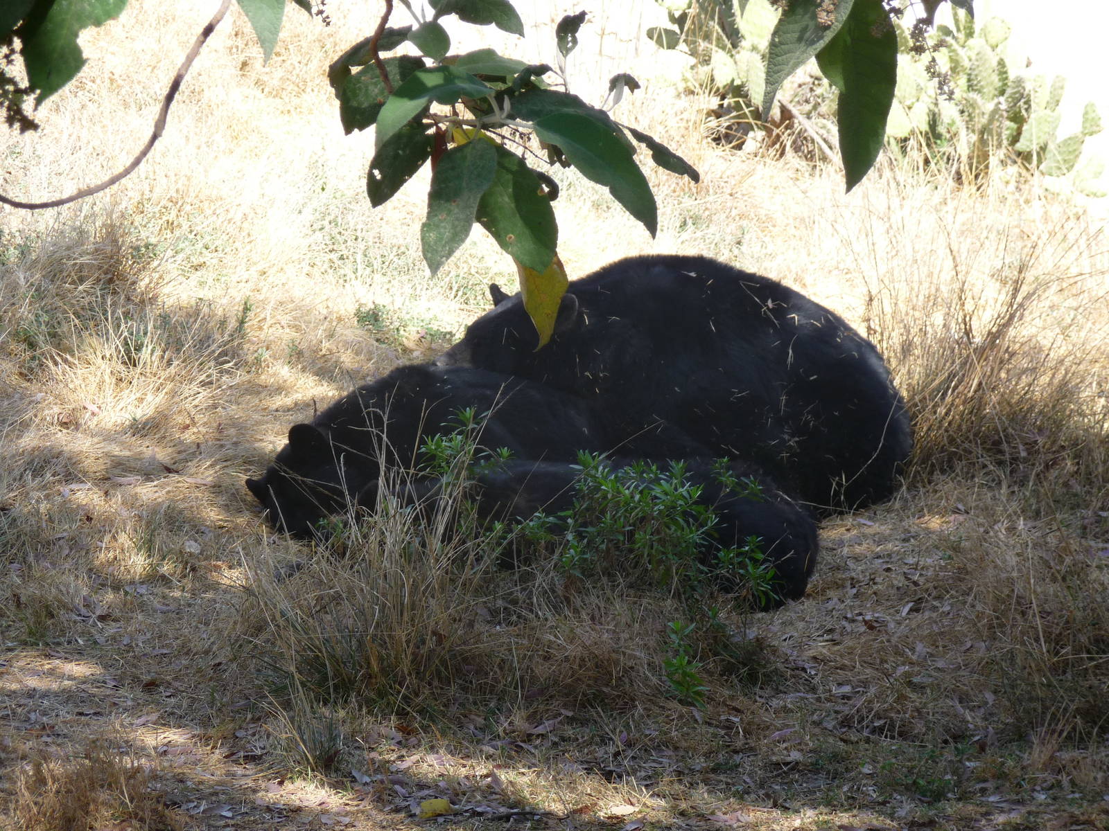 american black bear africam safari
