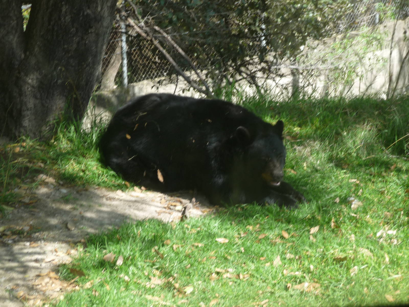 american black bear africam safari