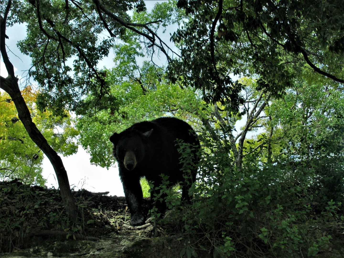 american black bear africam safari