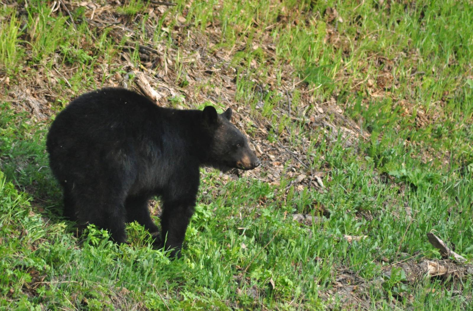American Black Bear - Alaska (Six Mile Lake)
