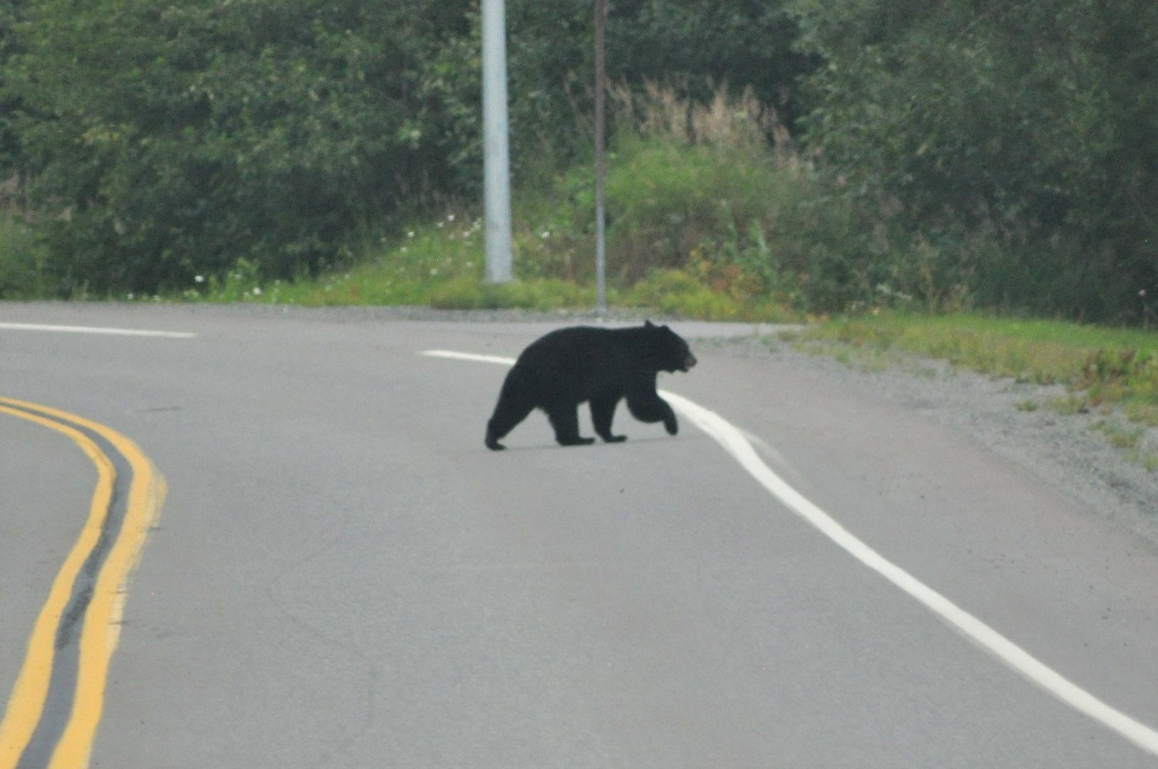 American Black Bear - Alaska