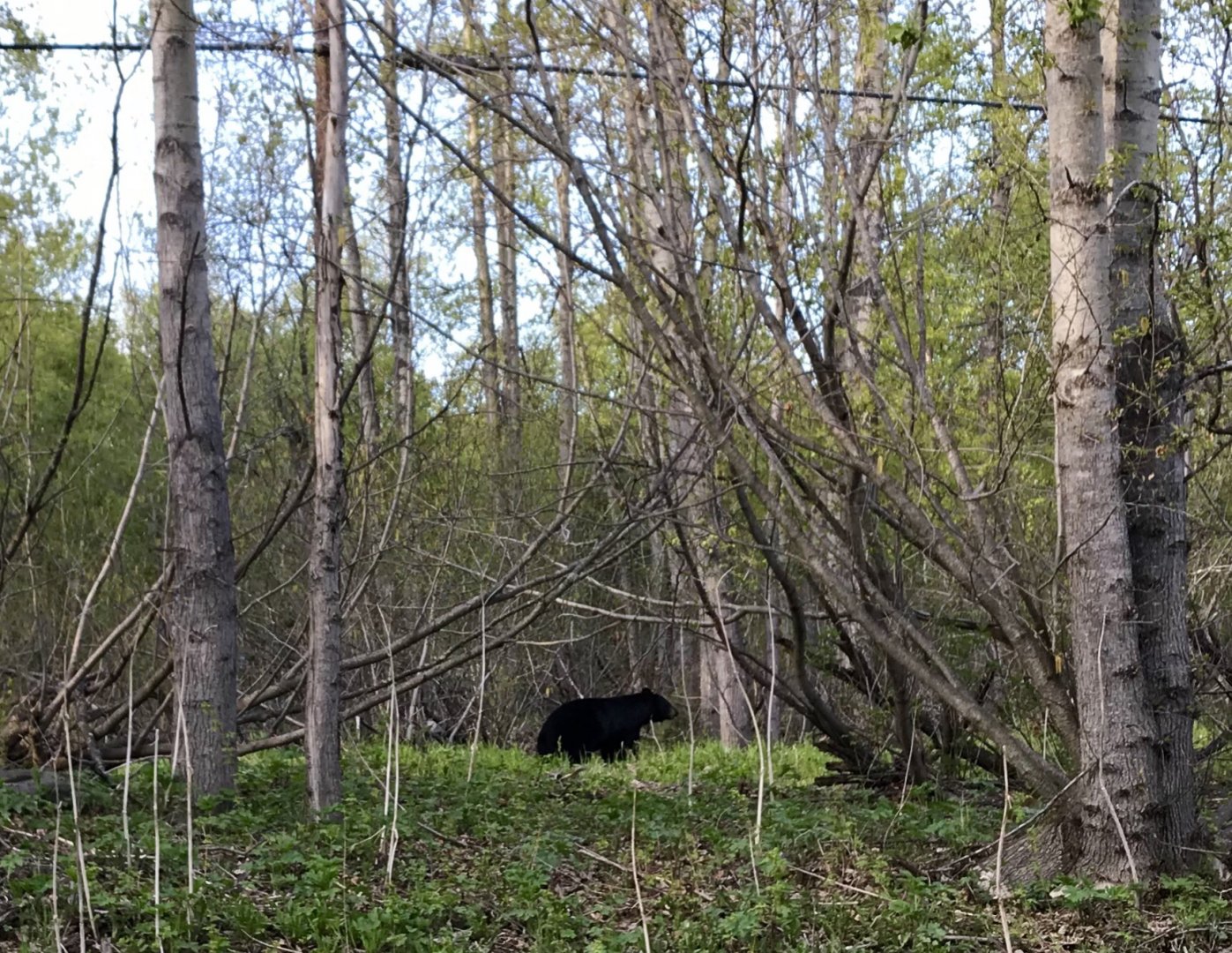 American Black Bear - Alaska