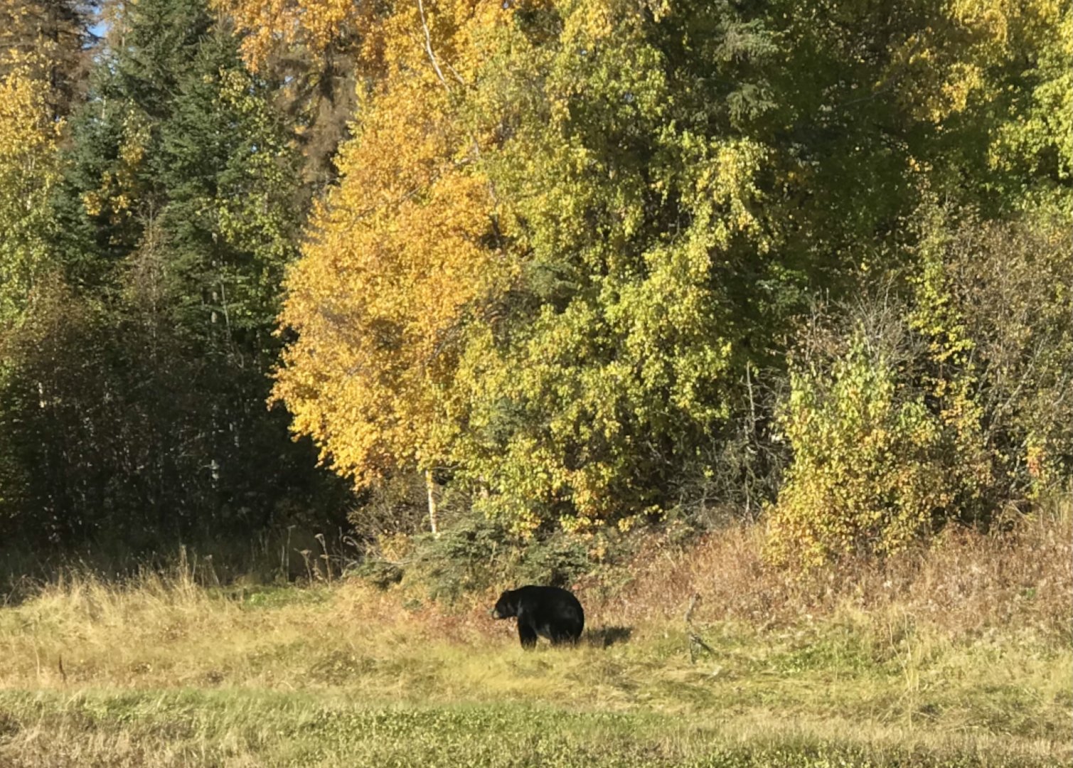 American Black Bear - Alaska