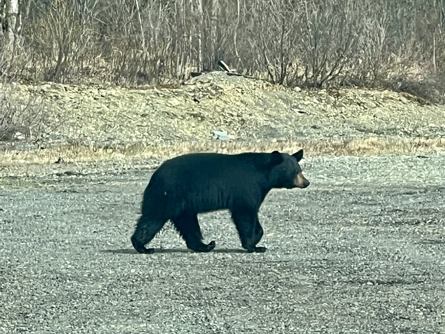 American Black Bear - Alaska