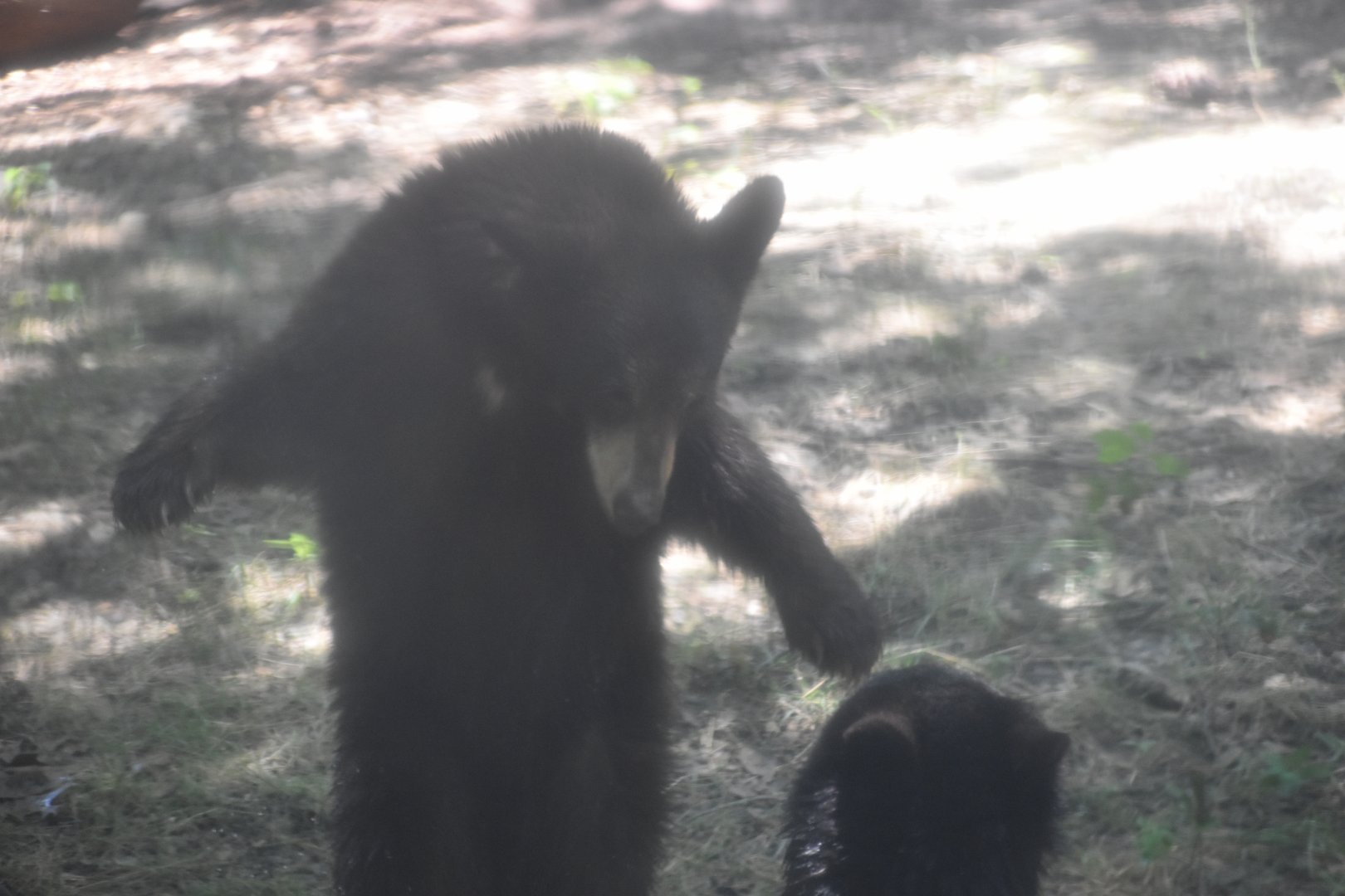 American Black Bear Altercation