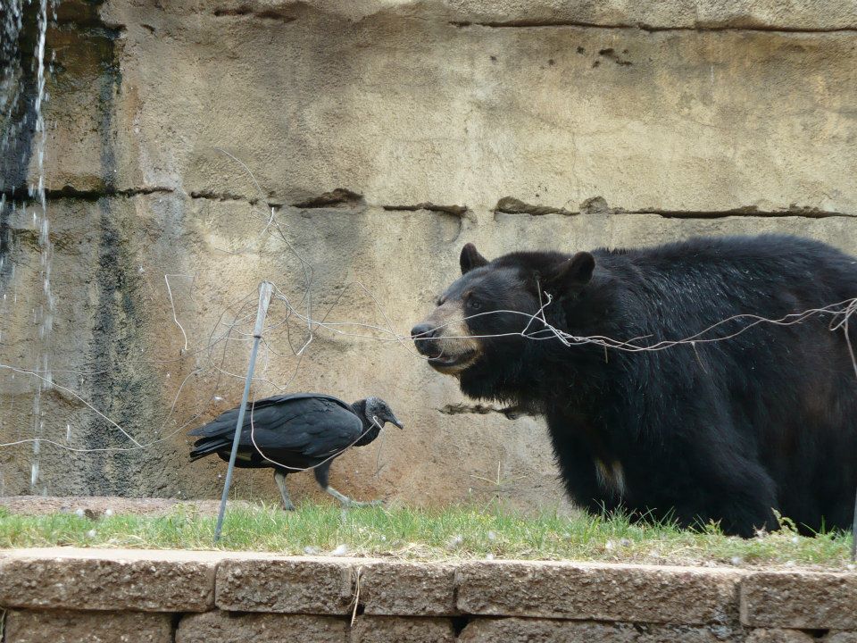 American black bear and black vulture