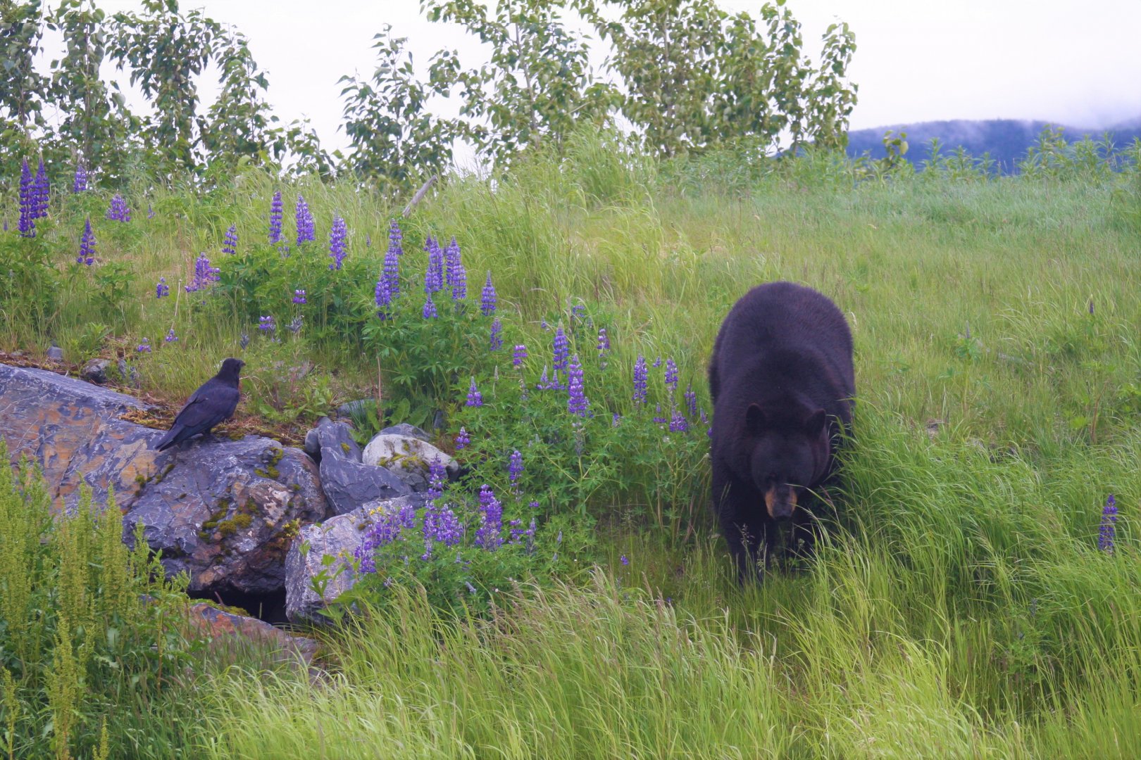American Black Bear and Common Raven