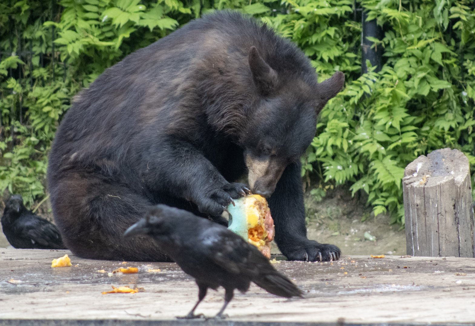 American Black Bear and Common Raven