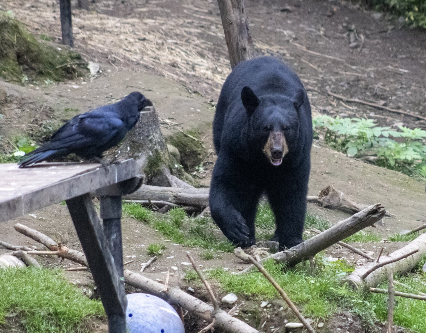 American Black Bear and Common Raven
