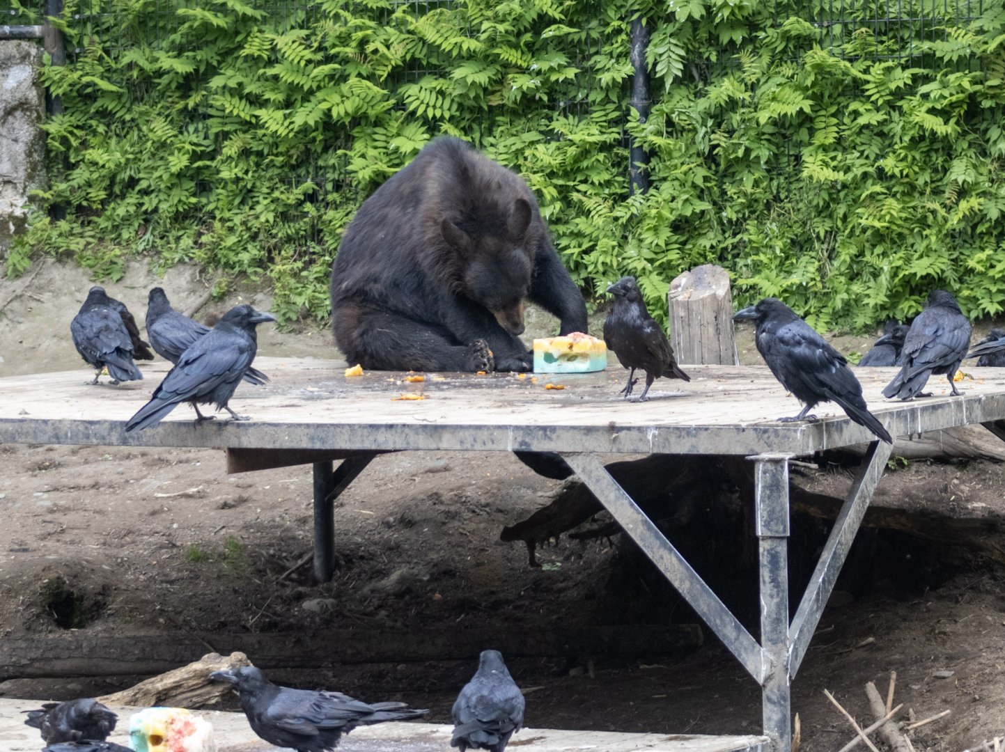 American Black Bear and Common Ravens