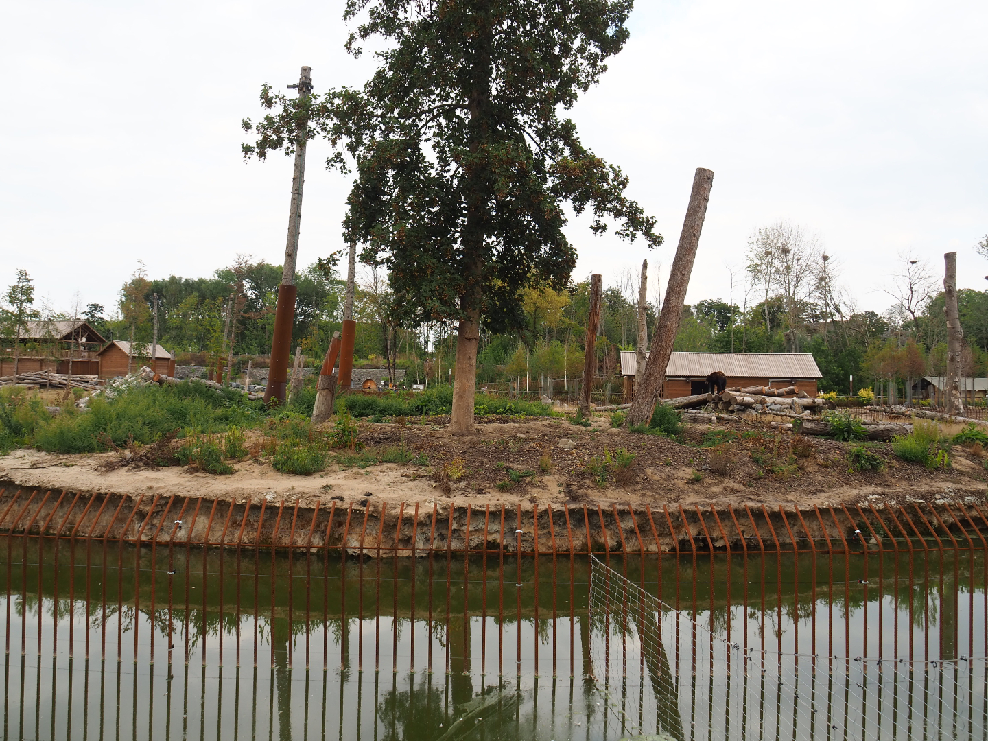 American black bear and Eurasian brown bear exhibit, 2020-09-02