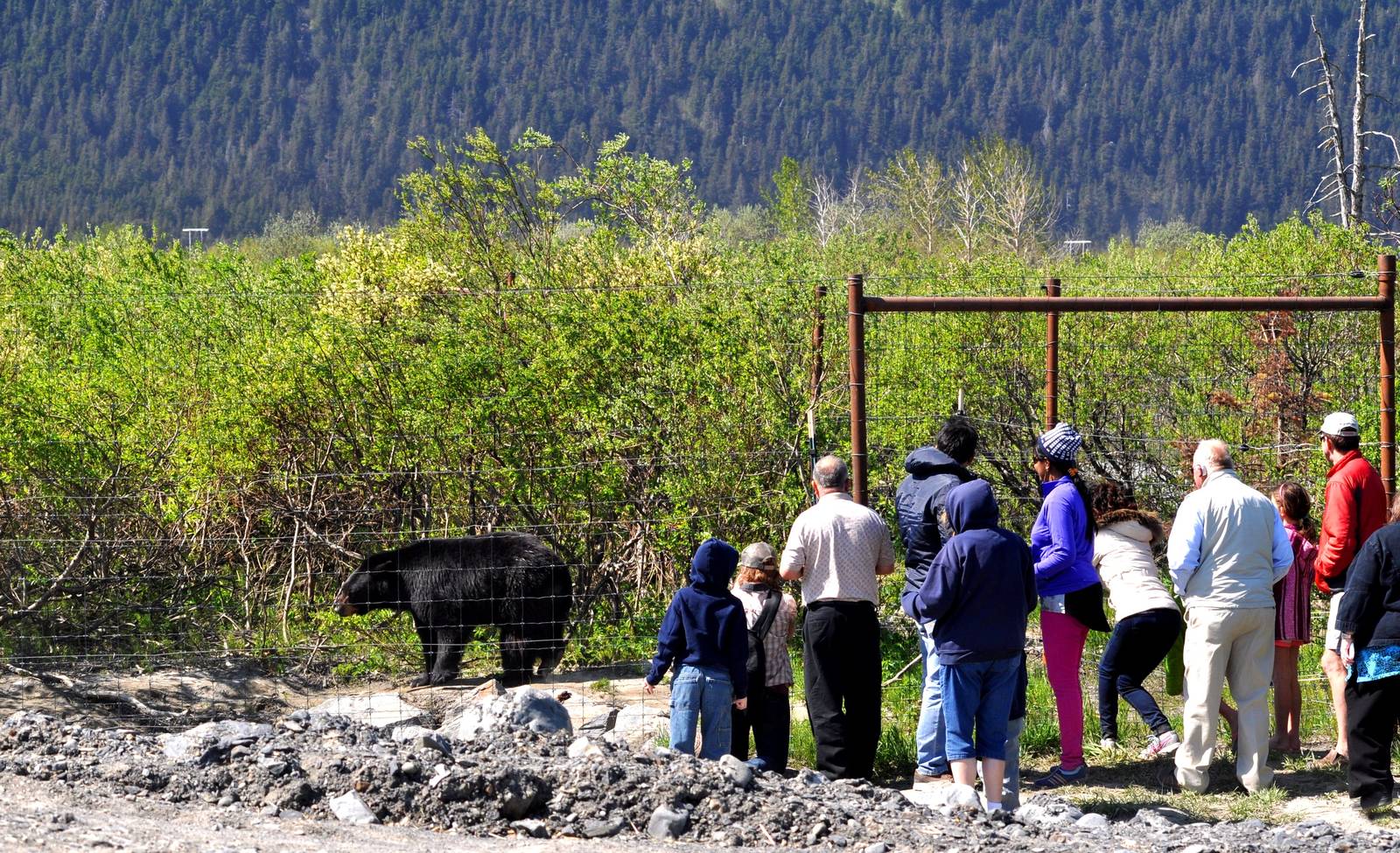 American Black Bear and Guests.