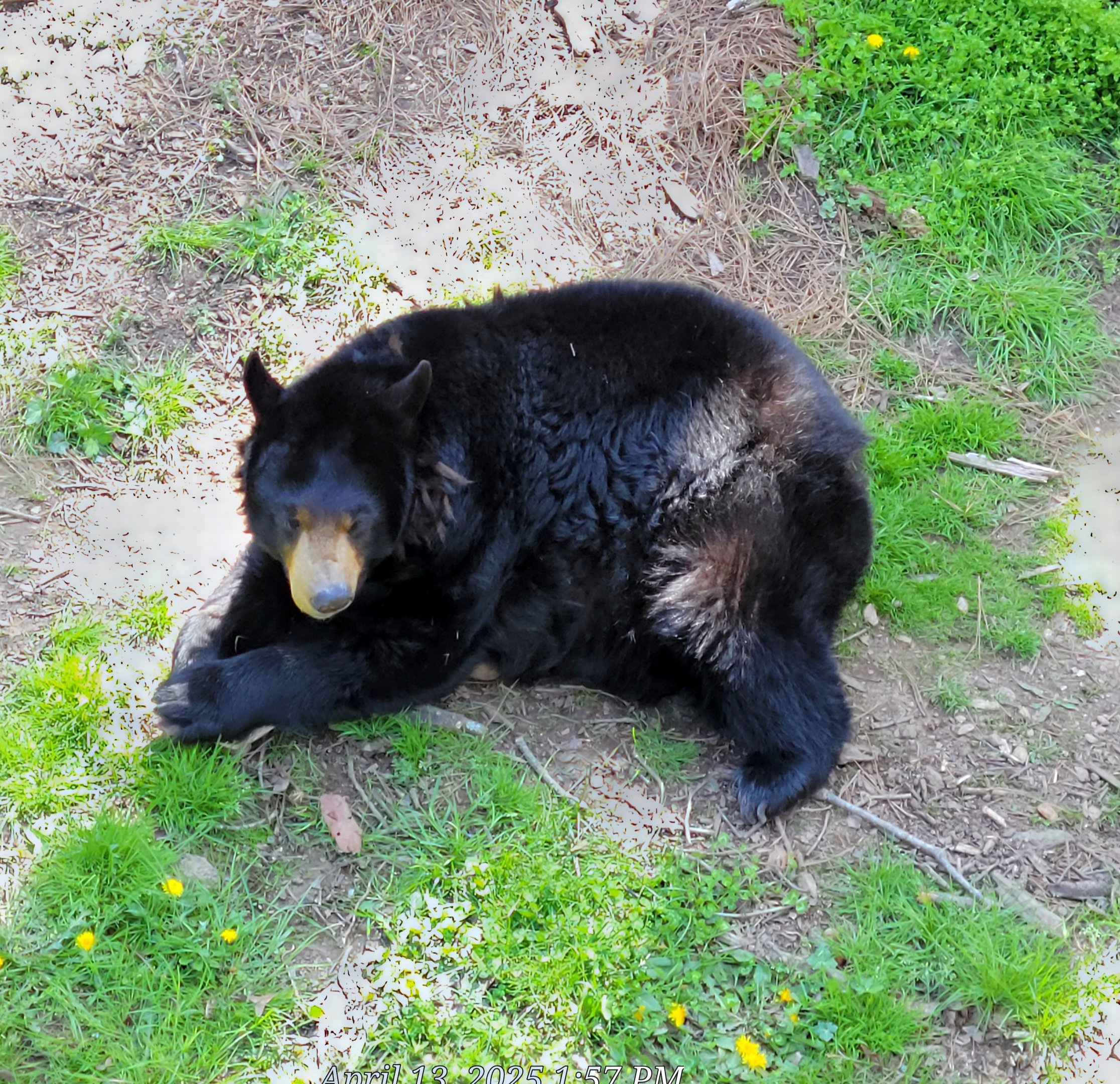 American Black Bear - April 2025