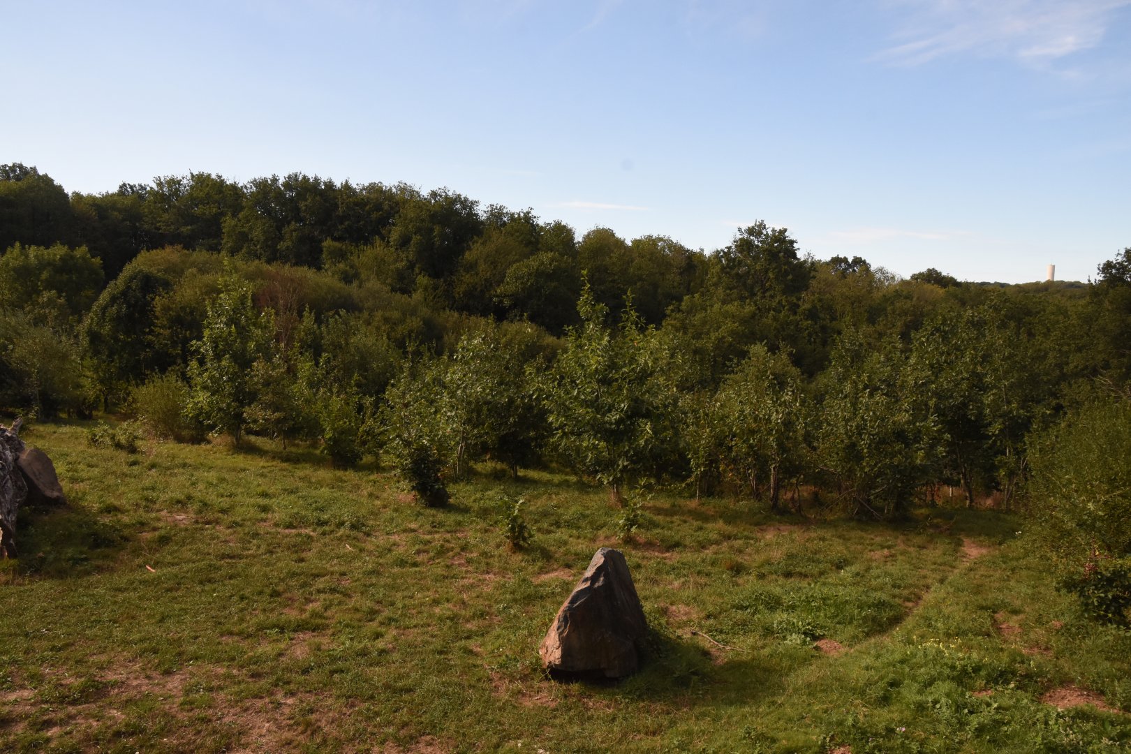 American Black Bear & "Arctic" Wolf enclosure