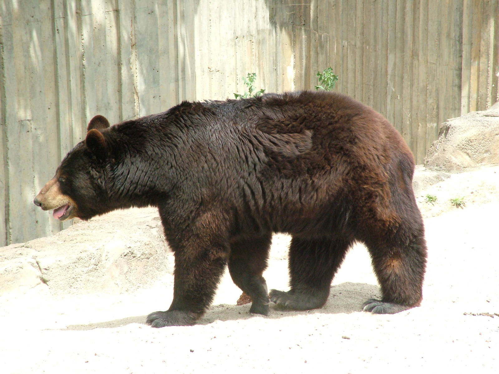 American Black Bear at Madrid Zoo Aquarium, 26/05/11