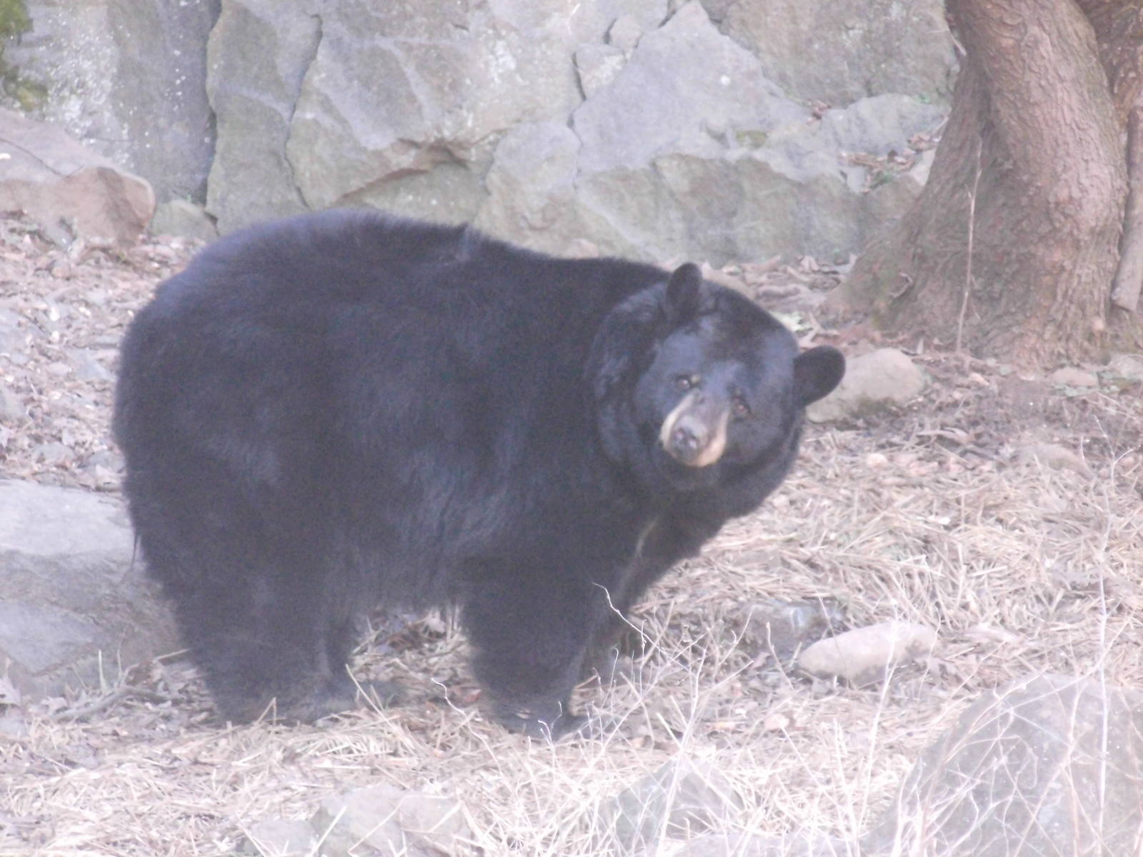 American black bear at Museum of life and science 2015-1-31