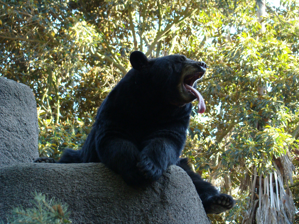 American Black Bear at the Los Angeles Zoo