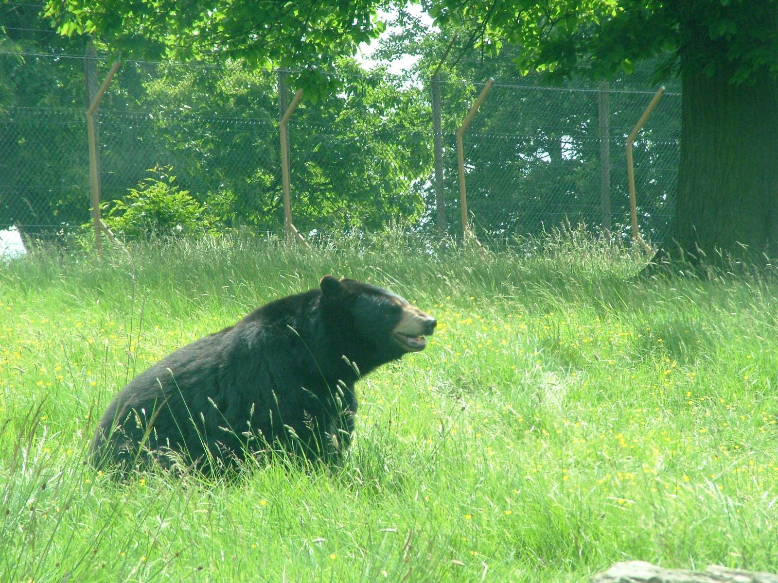 American Black Bear at Woburn, 20/06/10