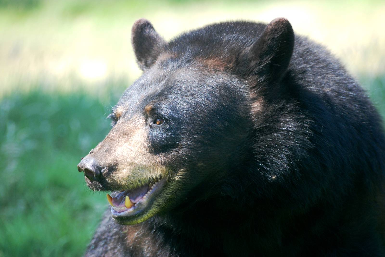 American Black Bear at Woburn, 22/07/12