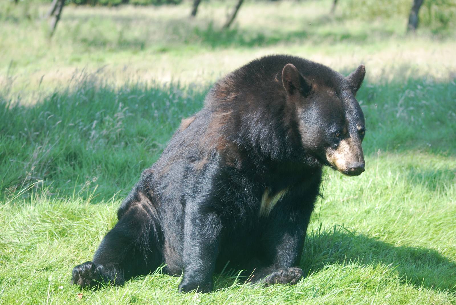 American Black Bear at Woburn, 22/07/12