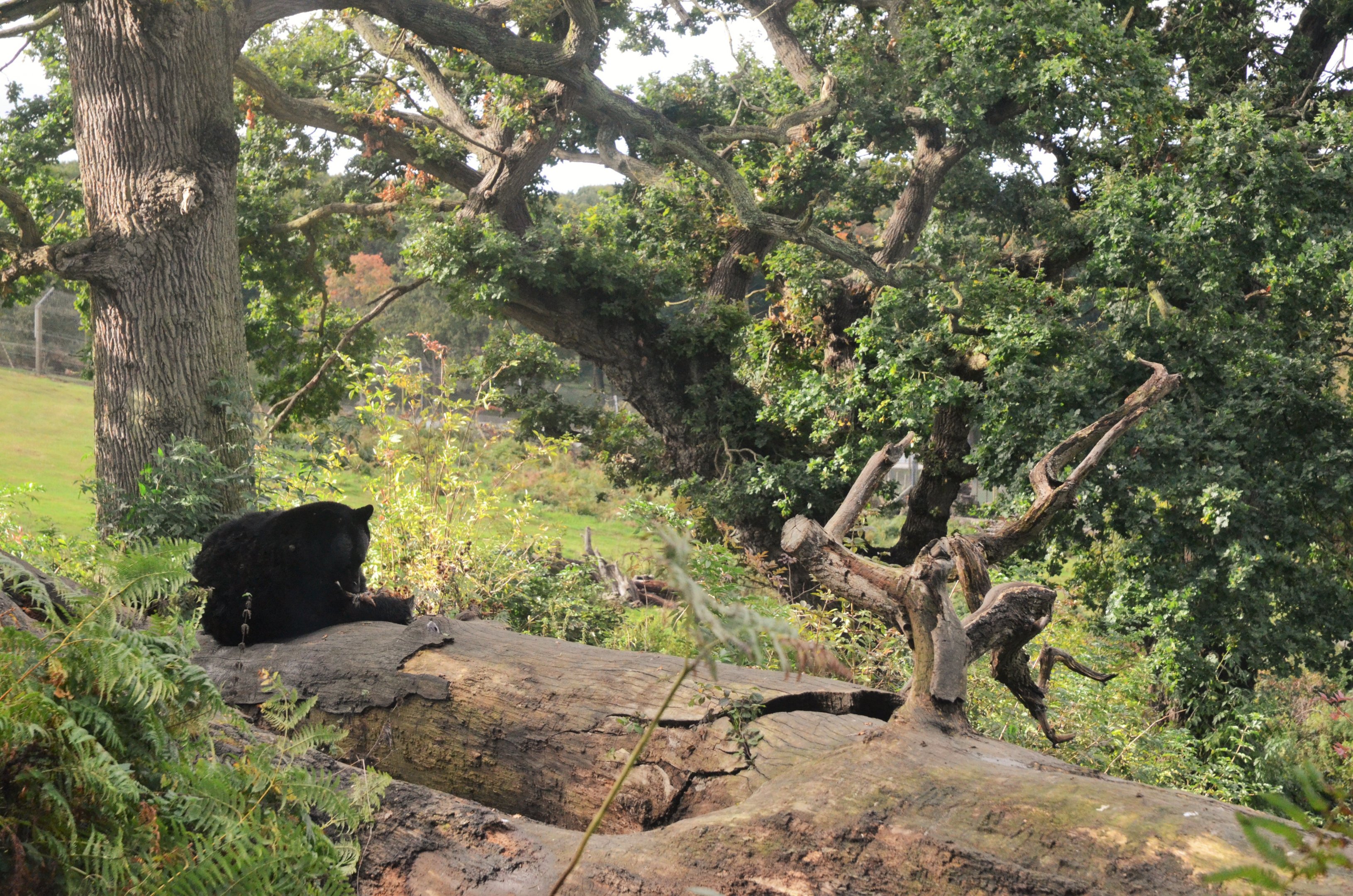 American Black Bear at Woburn Safari Park, 16/10/16